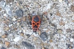 Pyrrhocoris apterus