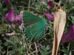 Callophrys rubi