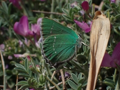 Callophrys rubi
