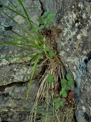 Drymocallis rupestris