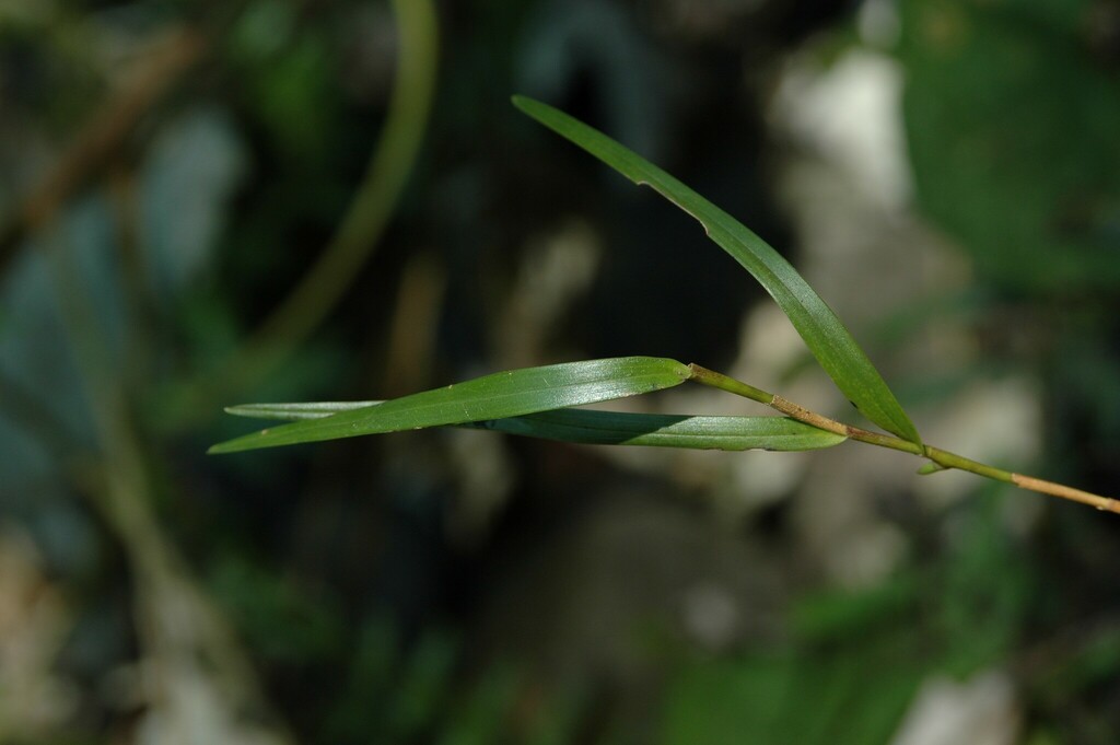 Dendrobium furcatopedicellatum Hayata 2