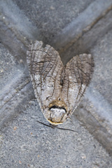 Cossus cossus