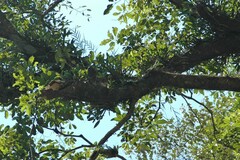 Dendrobium furcatopedicellatum