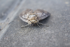 Cossus cossus