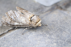 Cossus cossus