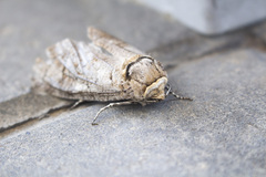 Cossus cossus