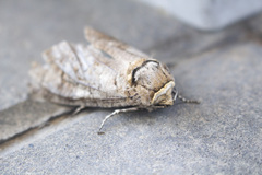 Cossus cossus