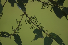 Trema orientale