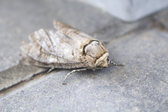 Cossus cossus