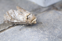 Cossus cossus