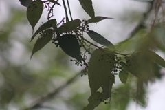 Trema orientale