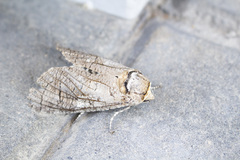 Cossus cossus