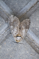 Cossus cossus