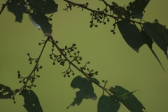 Trema orientale