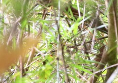 Abroscopus superciliaris