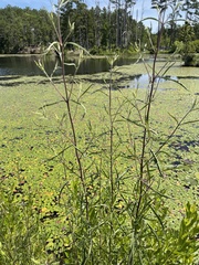 Eupatorium torreyanum
