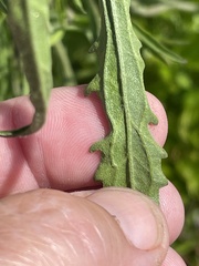 Eupatorium torreyanum
