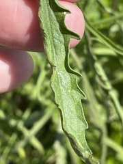Eupatorium torreyanum