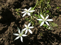 Ornithogalum orthophyllum