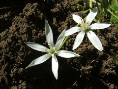 Ornithogalum orthophyllum