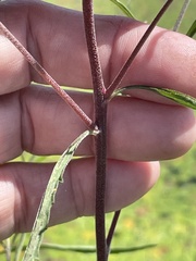 Eupatorium torreyanum