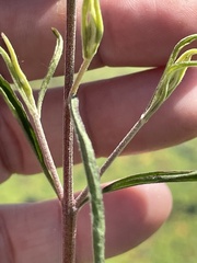 Eupatorium torreyanum