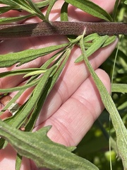Eupatorium torreyanum