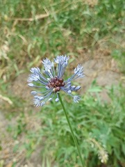 Allium caeruleum
