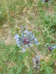 Allium caeruleum