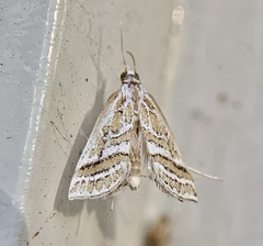 Leptosteges parthenialis