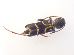 Xylotrechus antilope