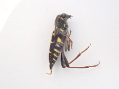Xylotrechus antilope