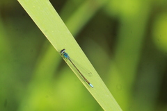 Ischnura denticollis
