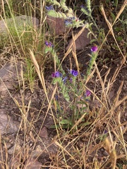 Echium creticum