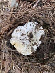 Multifurca ochricompacta