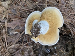 Multifurca ochricompacta