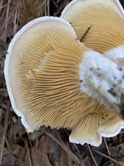 Multifurca ochricompacta