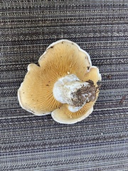 Multifurca ochricompacta