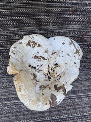 Multifurca ochricompacta