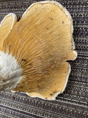 Multifurca ochricompacta