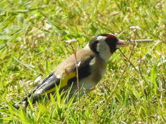 Carduelis carduelis
