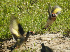 Carduelis carduelis