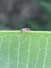 Cosmobaris scolopacea