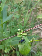 Tenthredo bifasciata