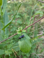 Tenthredo bifasciata