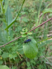 Tenthredo bifasciata