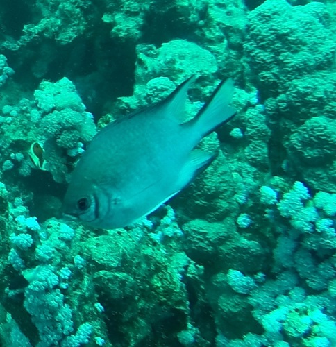 Green Damselfish — seen at this dive site