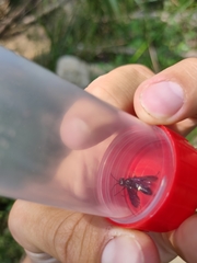 Tenthredo bifasciata