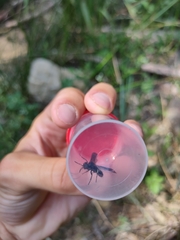 Tenthredo bifasciata