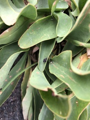 Pseudaplemonus limonii